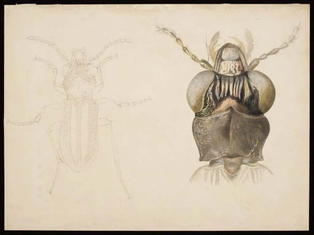 Magnified studies of a beetle (the ground beetle Notiophilus biguttatus?), by Beatrix Potter, watercolor, 4