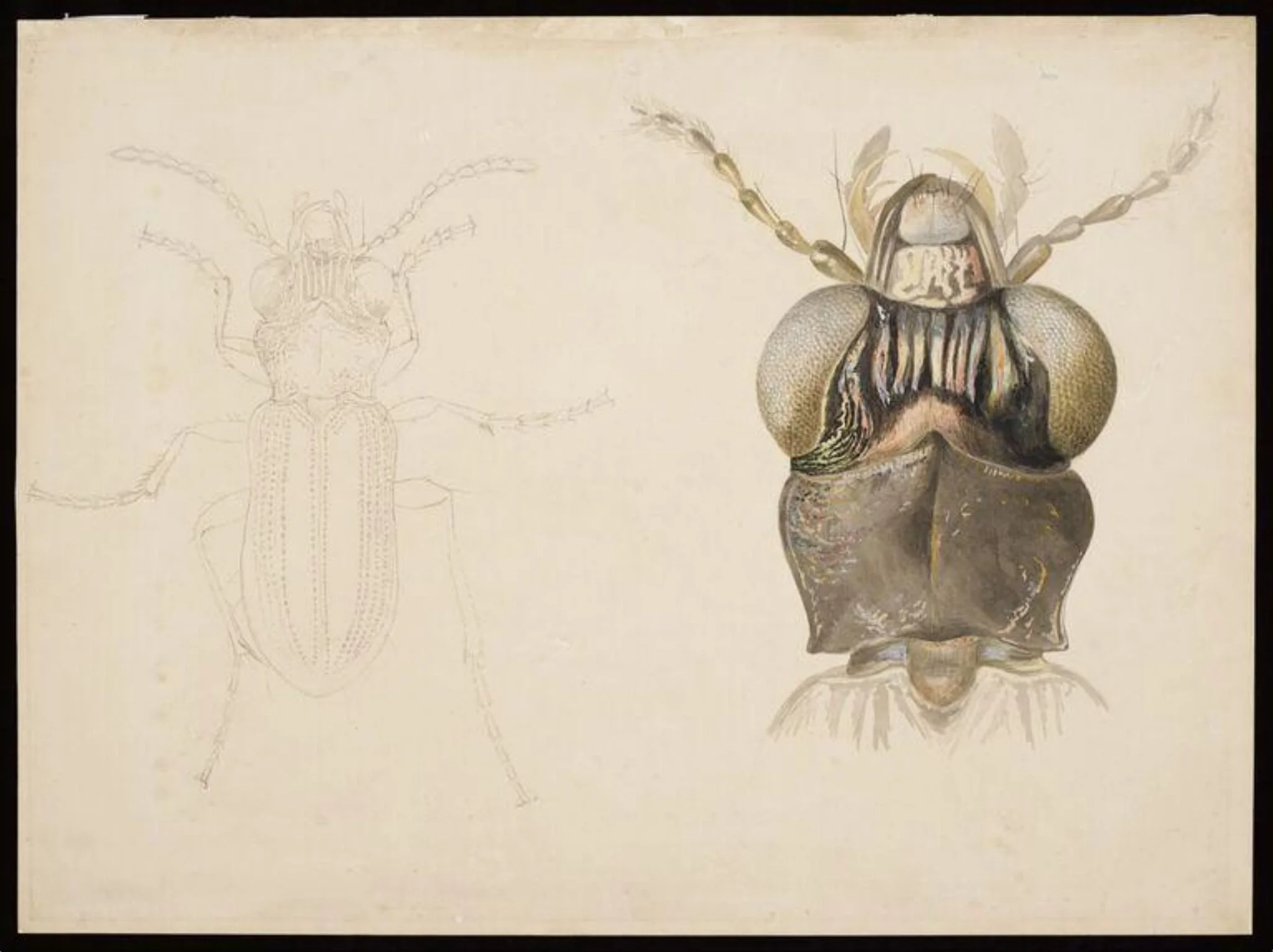 Magnified studies of a beetle (the ground beetle Notiophilus biguttatus?), detail