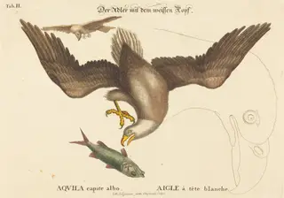 The Bald Eagle (Falco leucocephalus), by Johann Michael Seligmann, ink, 1752