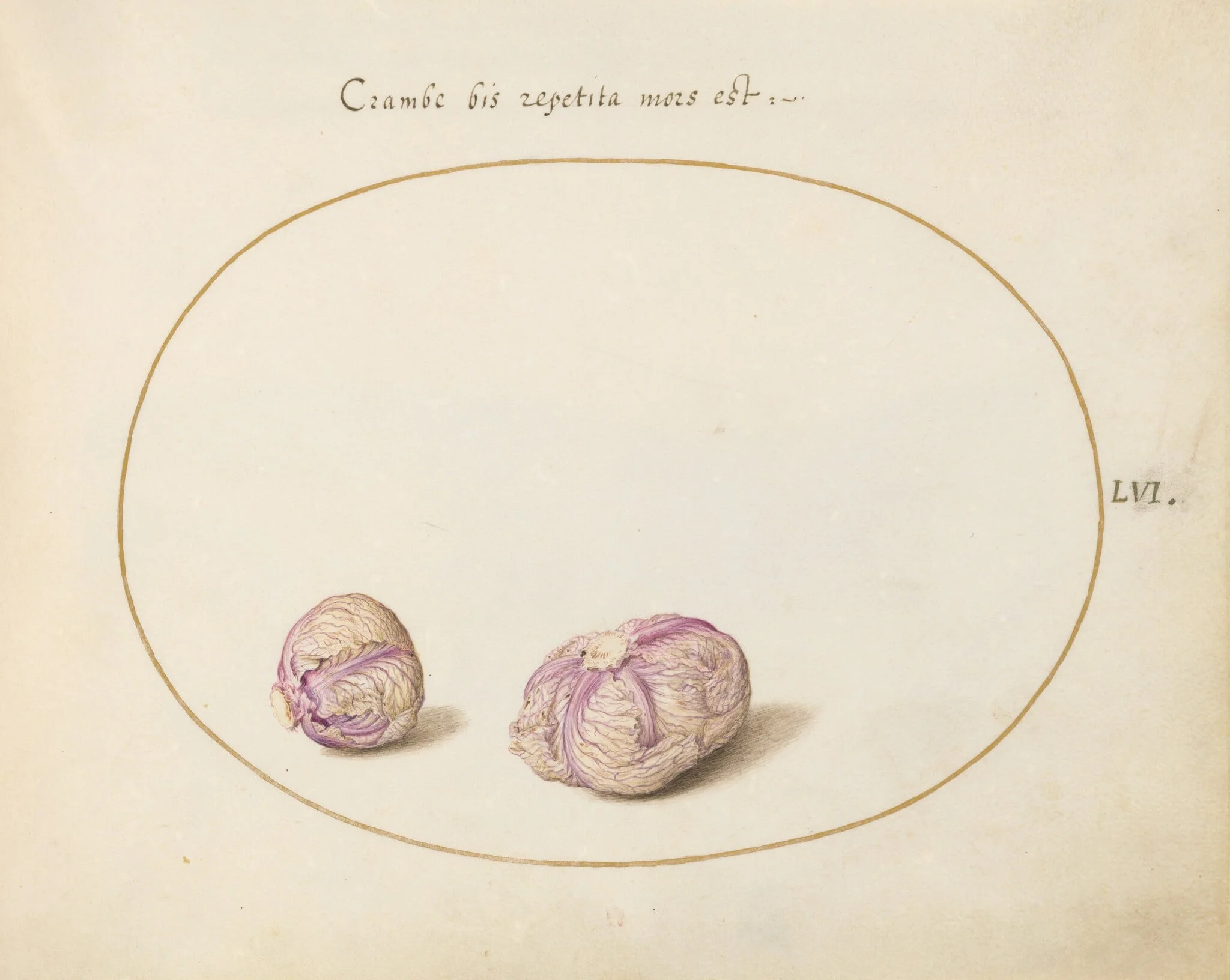Plate 56: Two Heads of Cabbage, detail