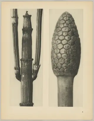 a Equisetum hiemale; b Equisetum arvense, by Karl Blossfeldt, 1928