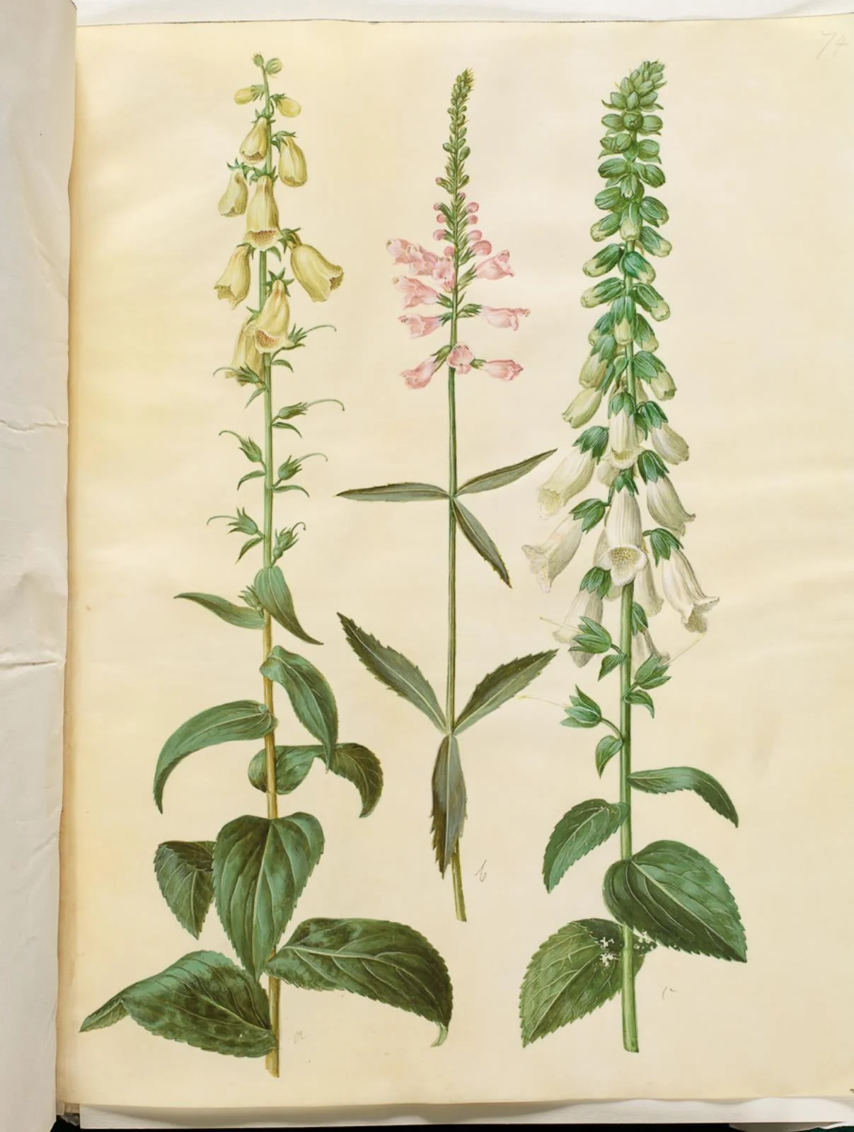 Digitalis grandiflora (storblomstret fingerbøl); Physostegia virginiana (drejeblomst); Digitalis purpurea (almindelig fingerbøl), detail