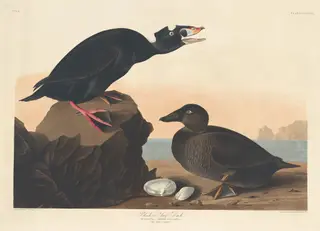 Black or Surf Duck, by Havell, Jr., Robert, ink, 1836