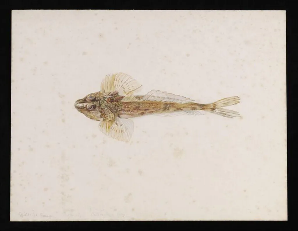 A dragonet (Callionymus lyra), by Beatrix Potter, watercolor, 23