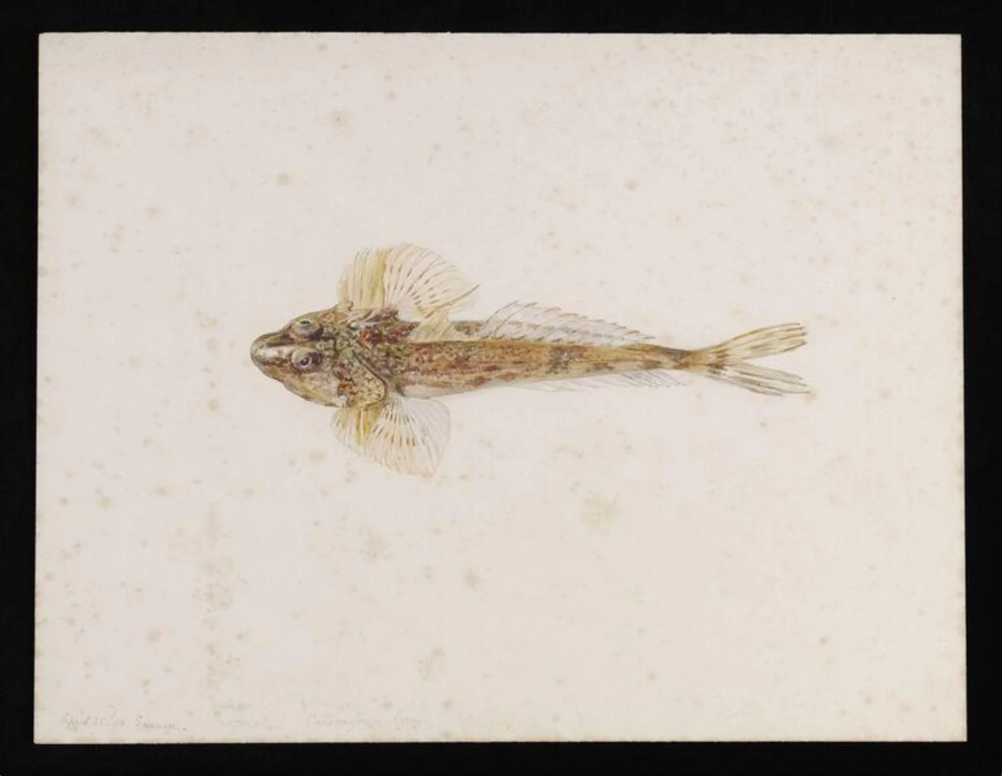 A dragonet (Callionymus lyra), detail