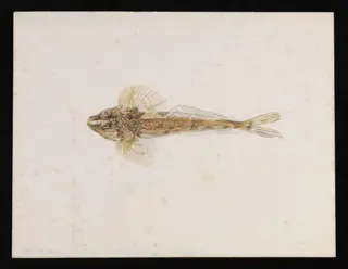 A dragonet (Callionymus lyra), by Beatrix Potter, watercolor, 23