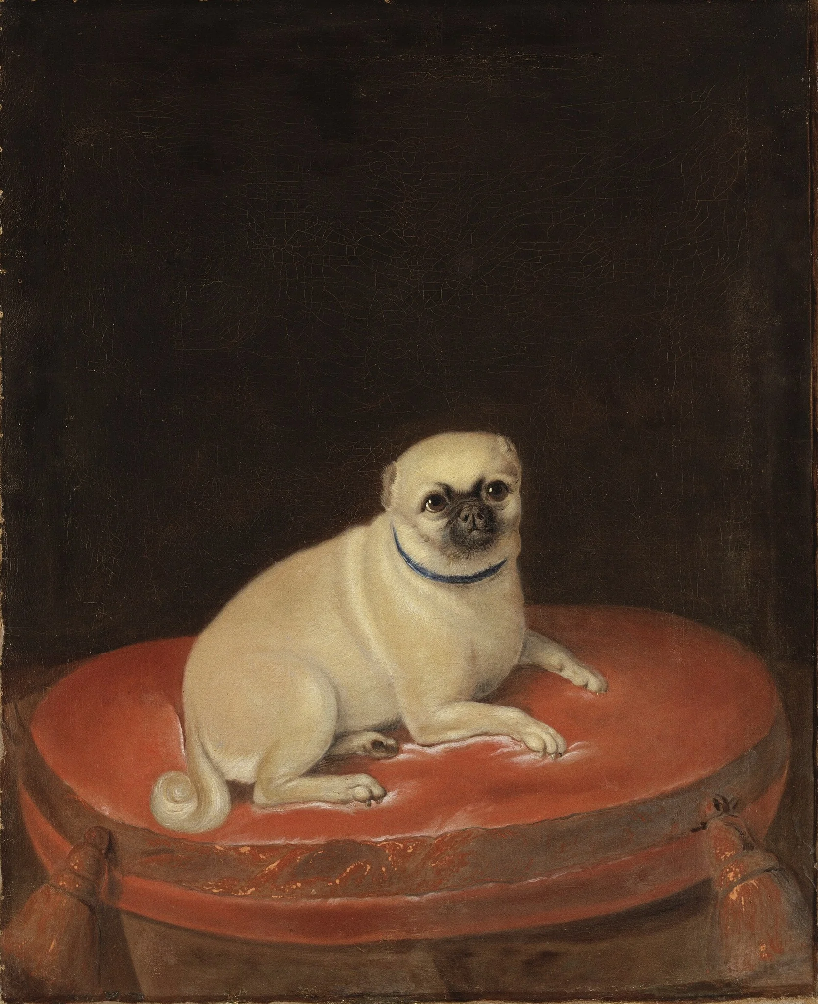 Mops, detail