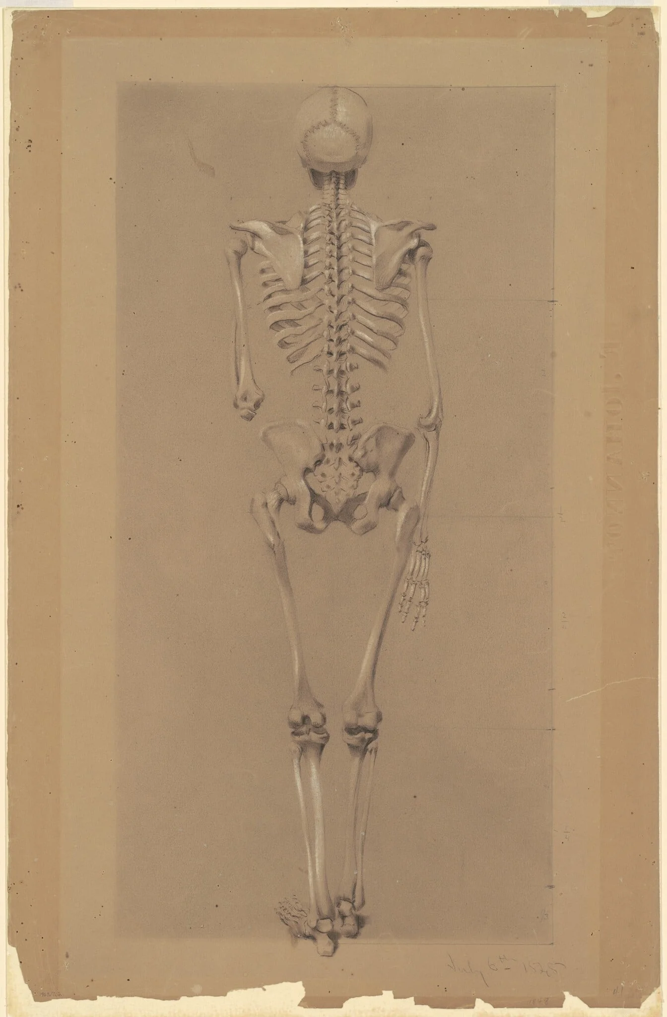 Rear View of a Skeleton, detail