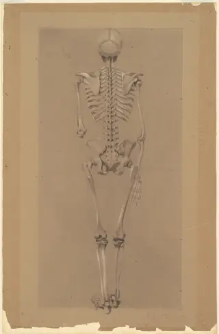 Rear View of a Skeleton, by Daniel Huntington, graphite, 1848