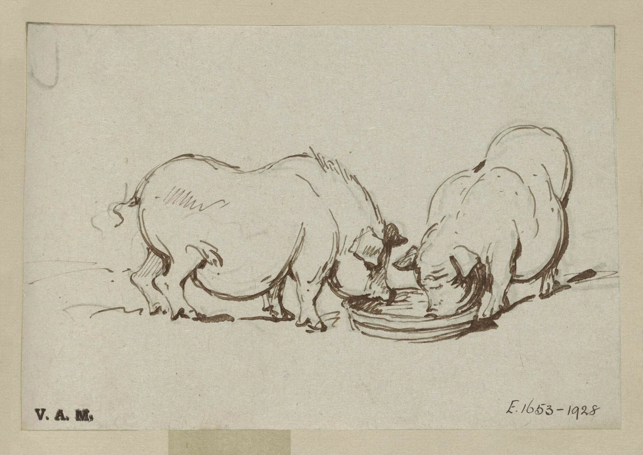 Two pigs feeding, detail