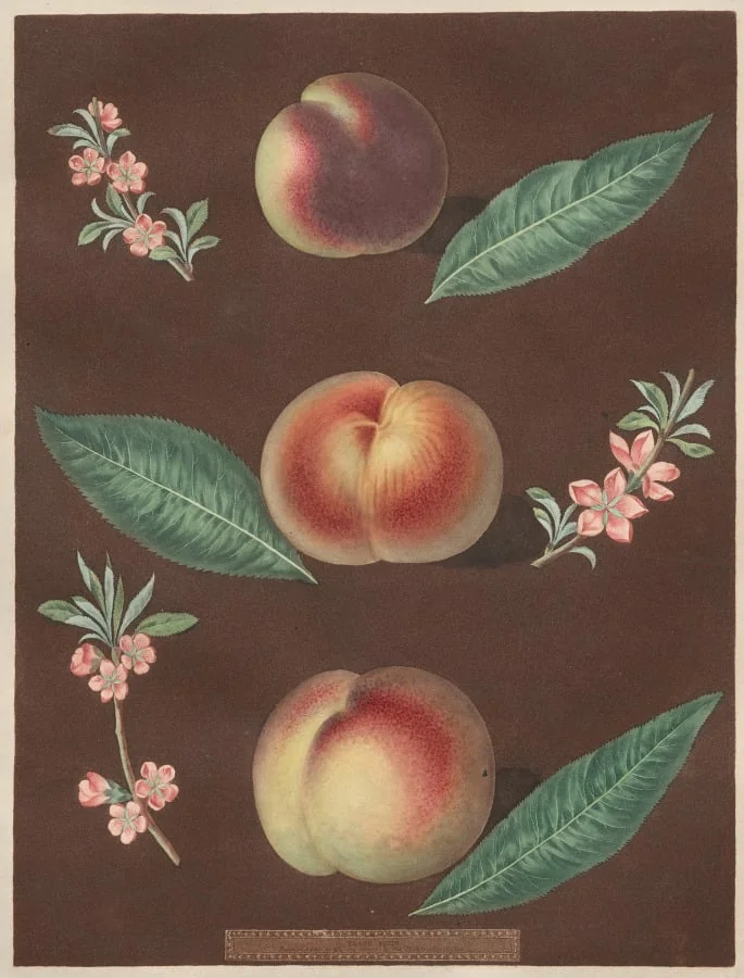 Pomona Britannica: No. 33 - Peaches, detail