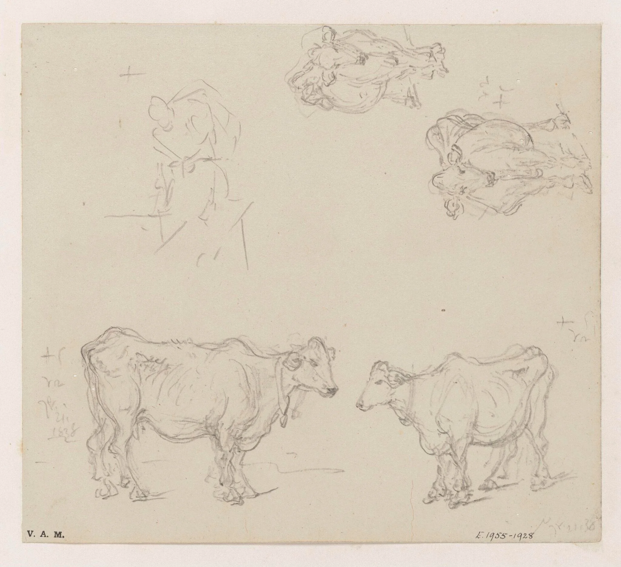 Four drawings of cows, detail