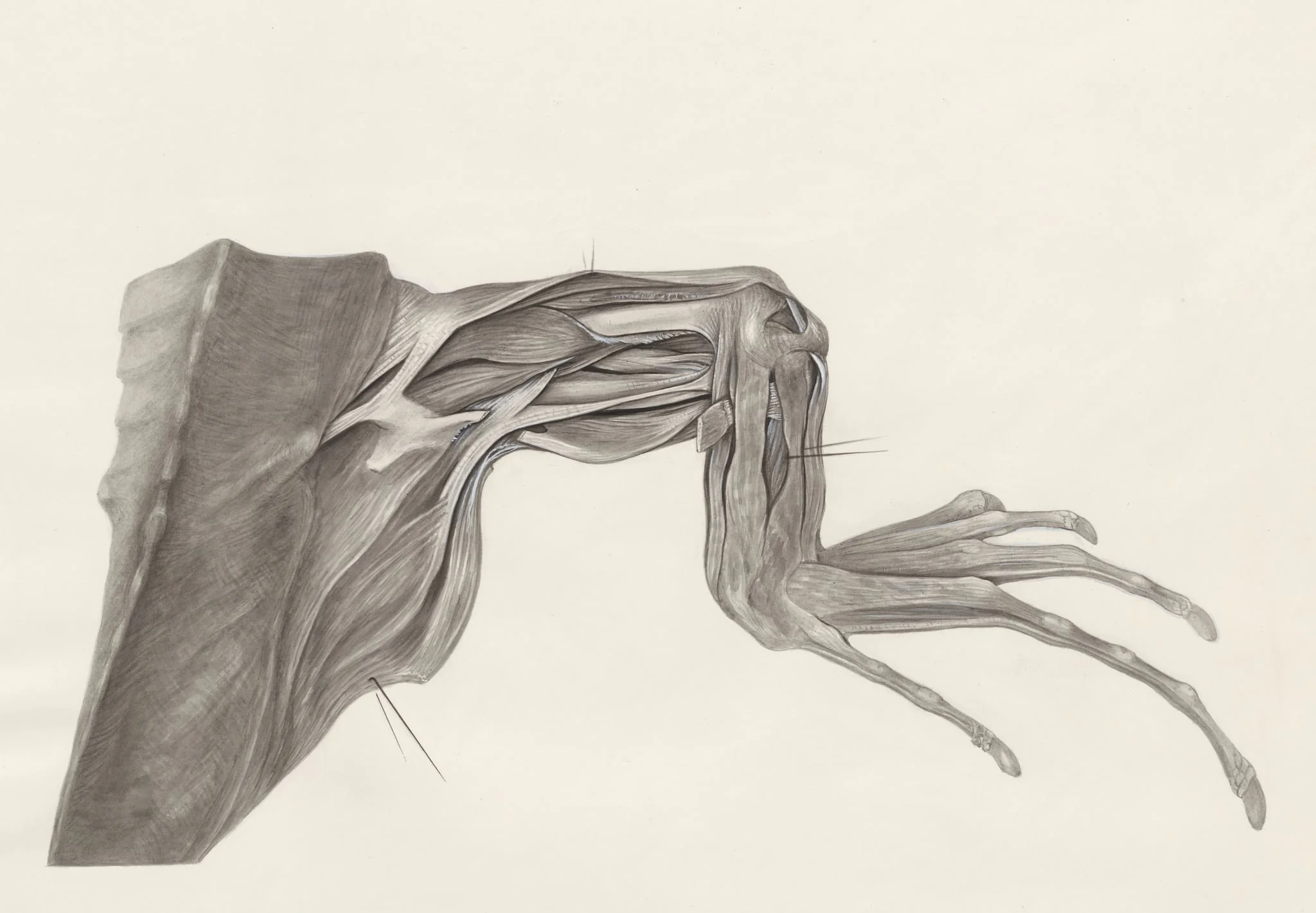 Muscular tissue of a lizards leg and claw, detail