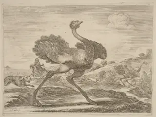 Ostrich Hunt, by Stefano Della Bella, ink, 1637