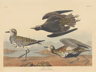 Golden Plover, by Havell, Jr., Robert, ink, 1836