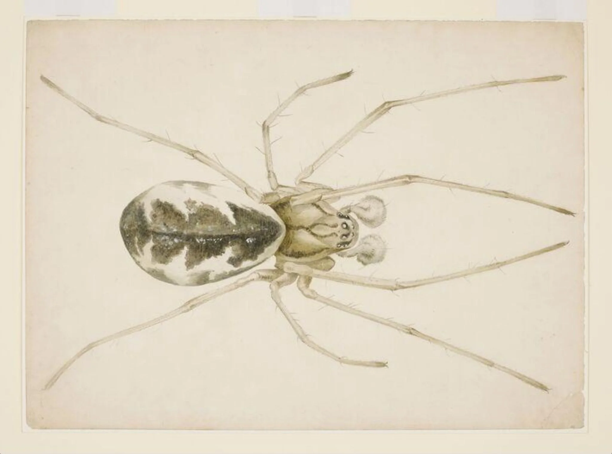 Study of a grey-brown spider (Linyphia triangularis), detail