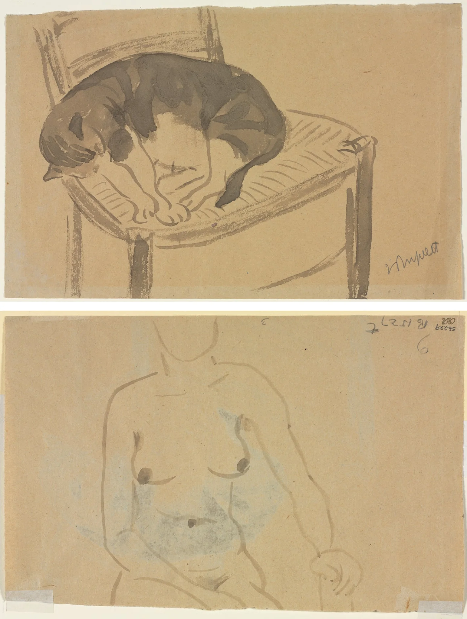 Sleeping Cat (recto) Torso of a Nude Woman (verso), detail