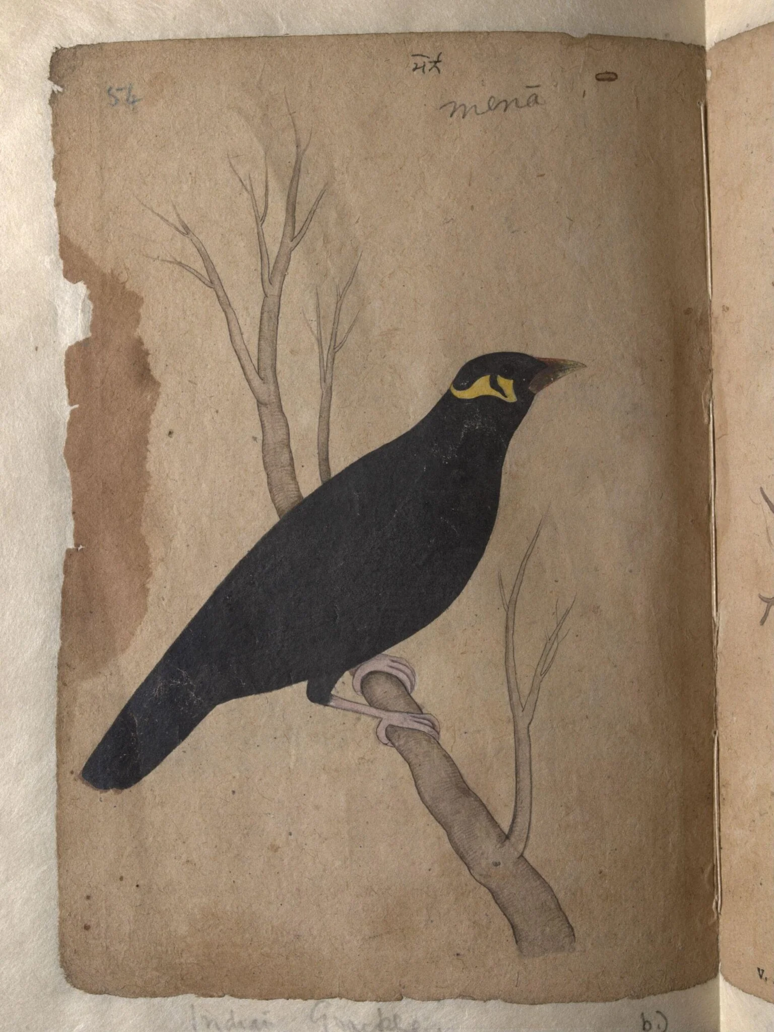 Depictions of a Domestic pigeon and Indian grackle of Northern India, detail