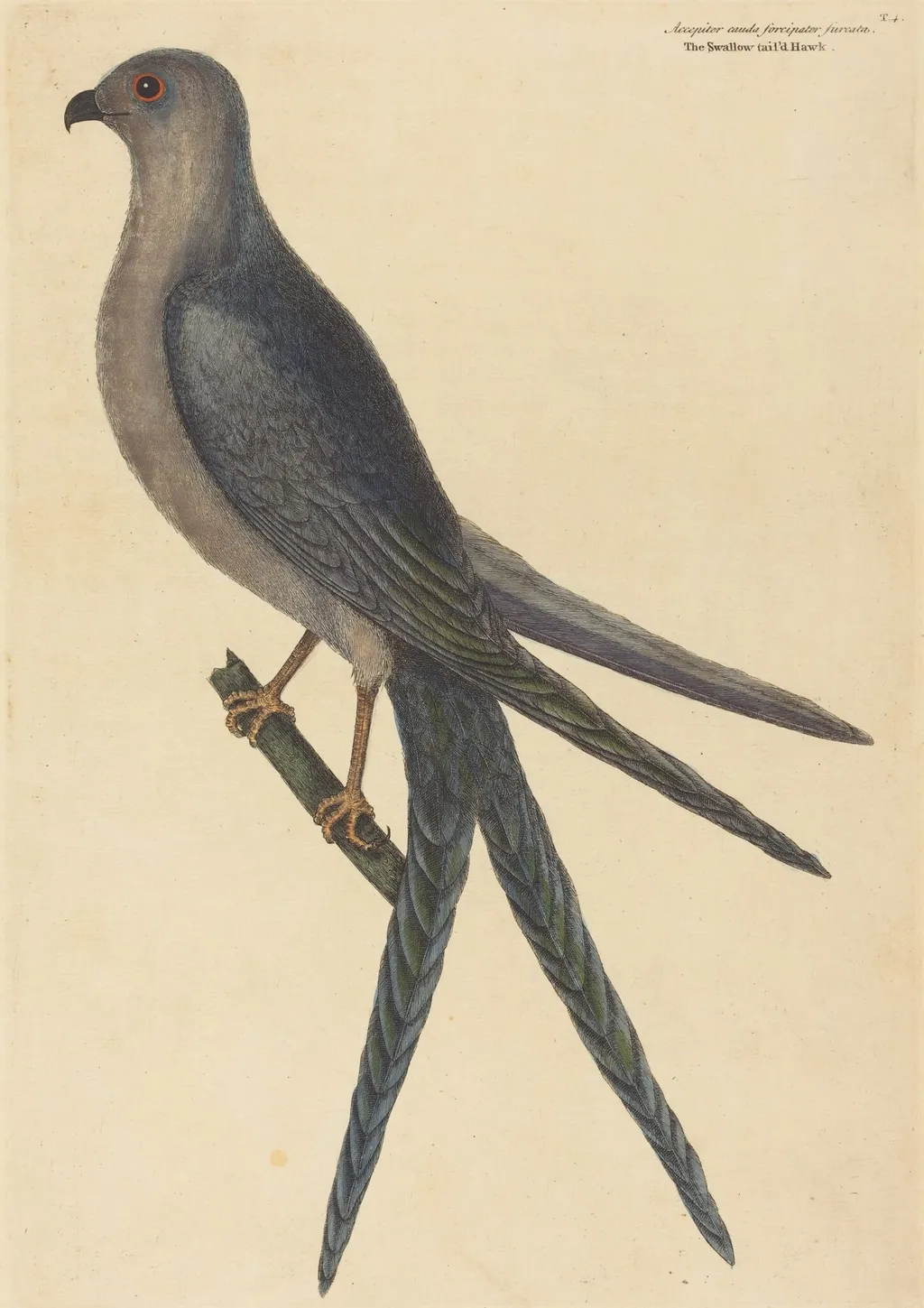 The Swallow Tail Hawk (Falco furcatus), by Mark Catesby, ink