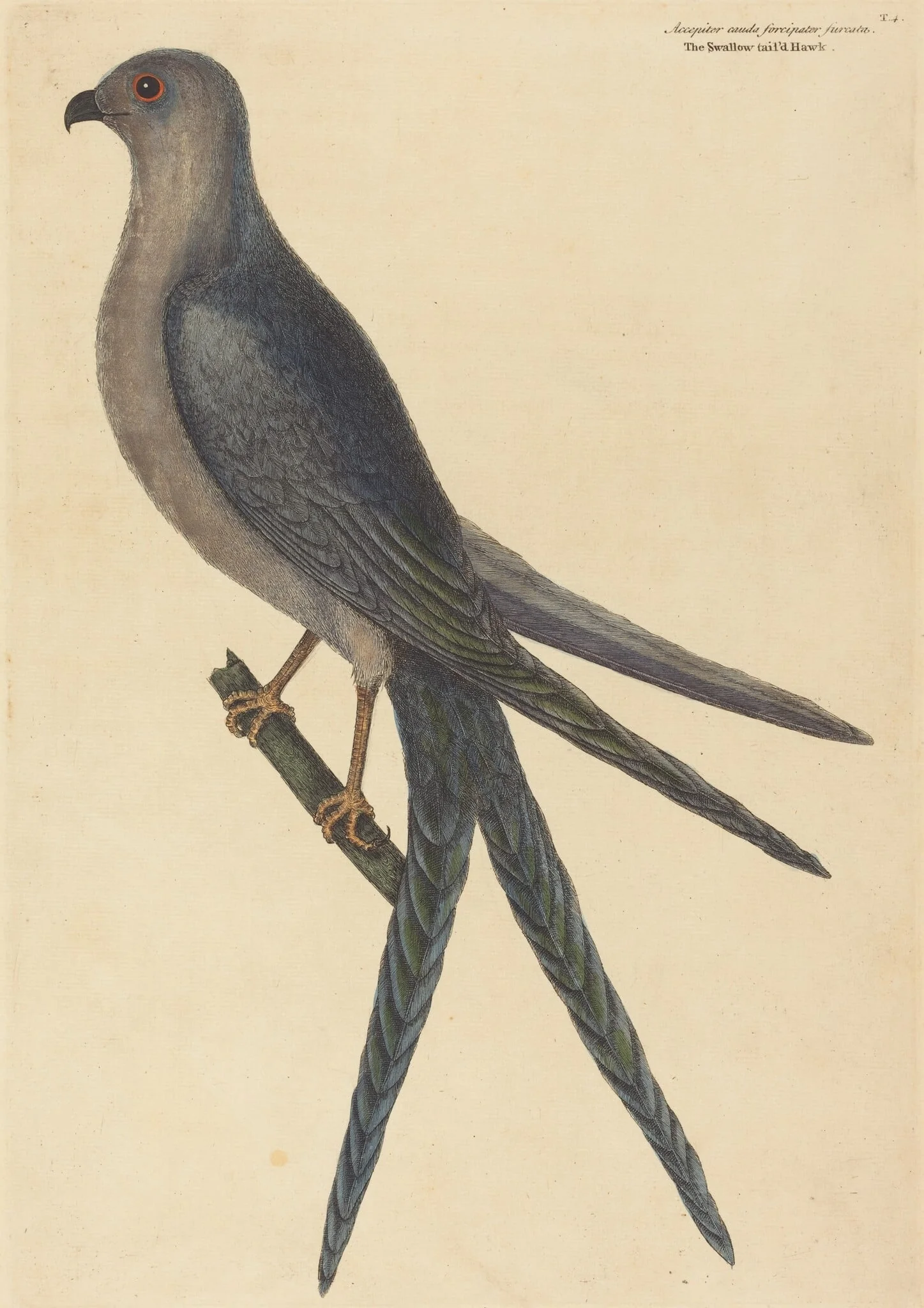 The Swallow Tail Hawk (Falco furcatus), detail