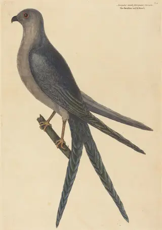 The Swallow Tail Hawk (Falco furcatus), by Mark Catesby, ink