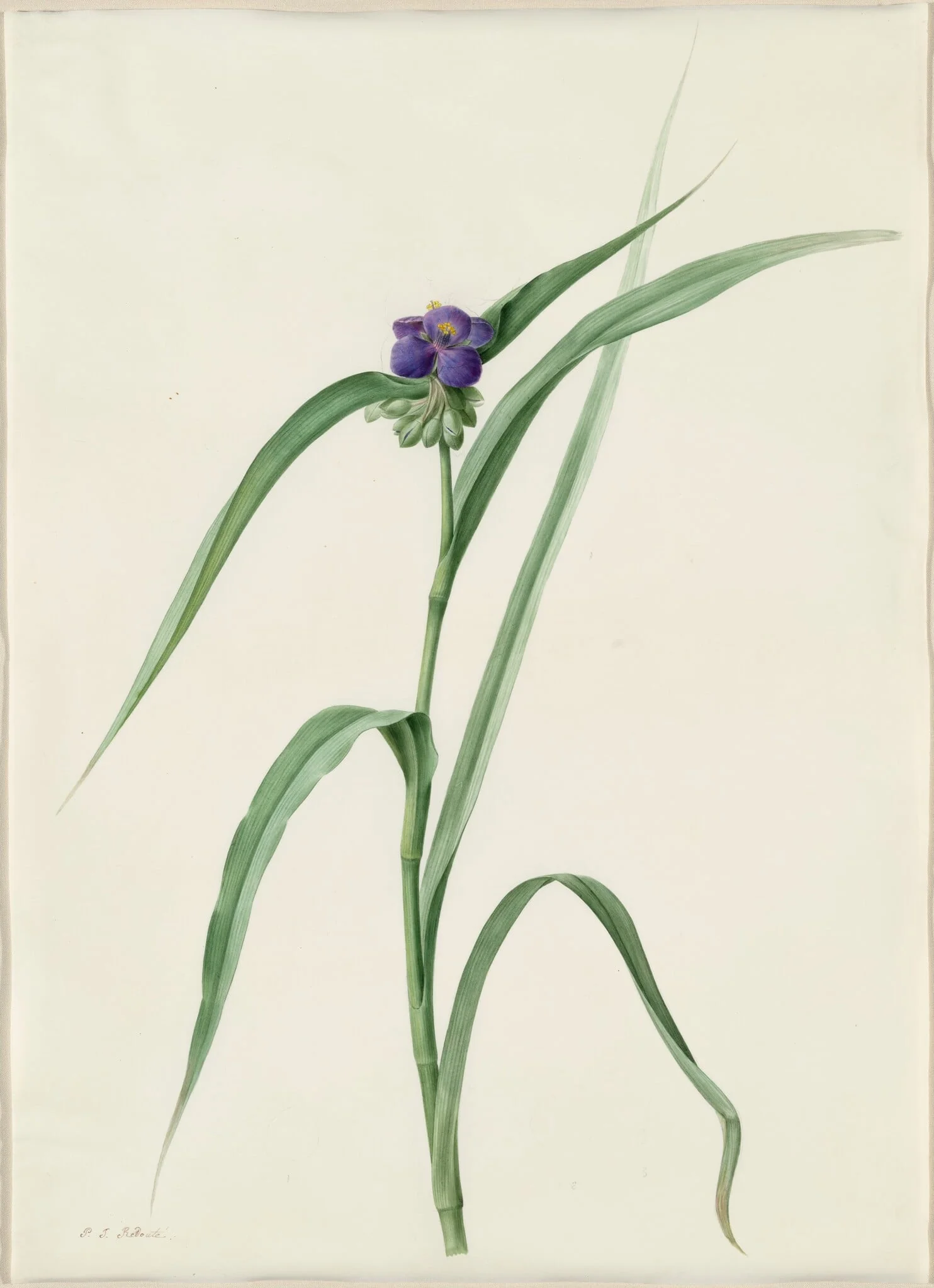 Tradescantia virginica, detail