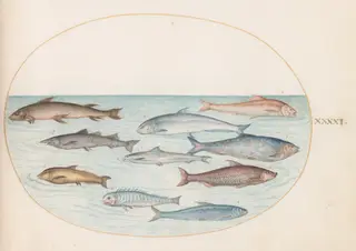 Plate 41: Whitefish(?) and Other Fish, by Joris Hoefnagel, gouache, 1594