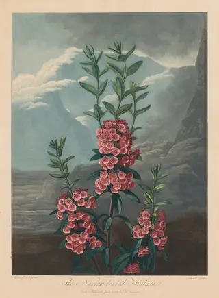 The Temple of Flora, or Garden of Nature:  The Narrow-leaved Kalmia, Mountain Laurel, by Robert John Thornton, 1804