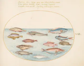 Plate 25: Mediterranean Rainbow Wrasse, Other Wrasse, a Swallowtail Sea Perch(?), Several "Anthiae," and Other Fish, by Joris Hoefnagel, gouache, 1594
