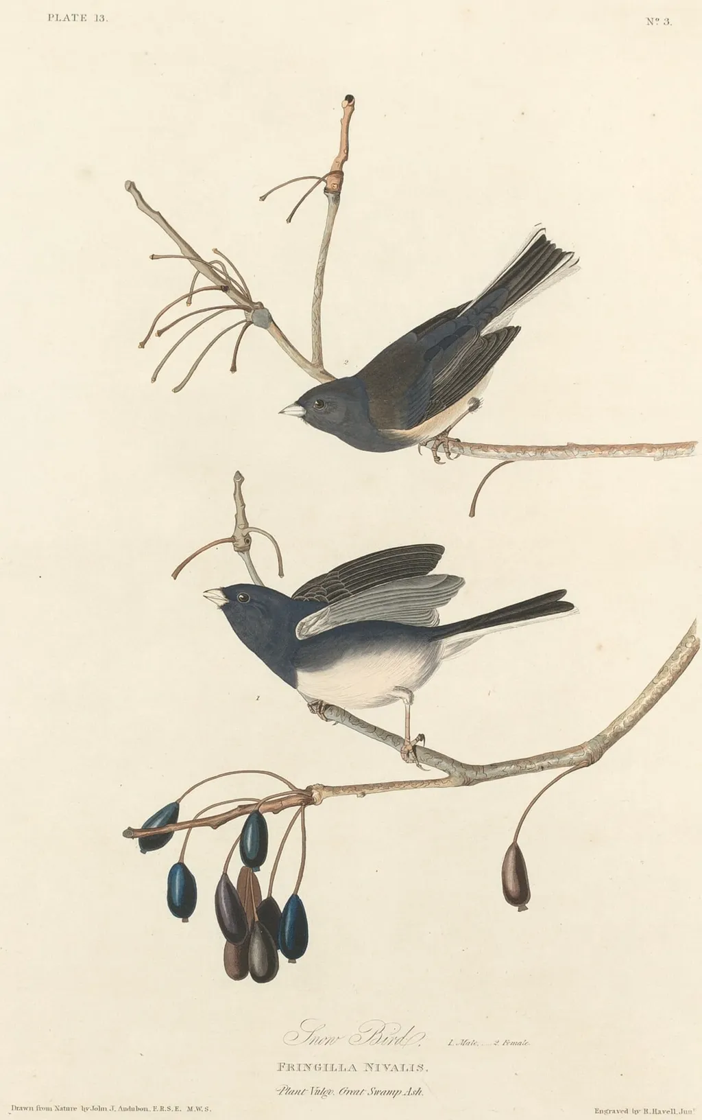 Snow-Bird, by Havell, Jr., Robert, ink, 1827