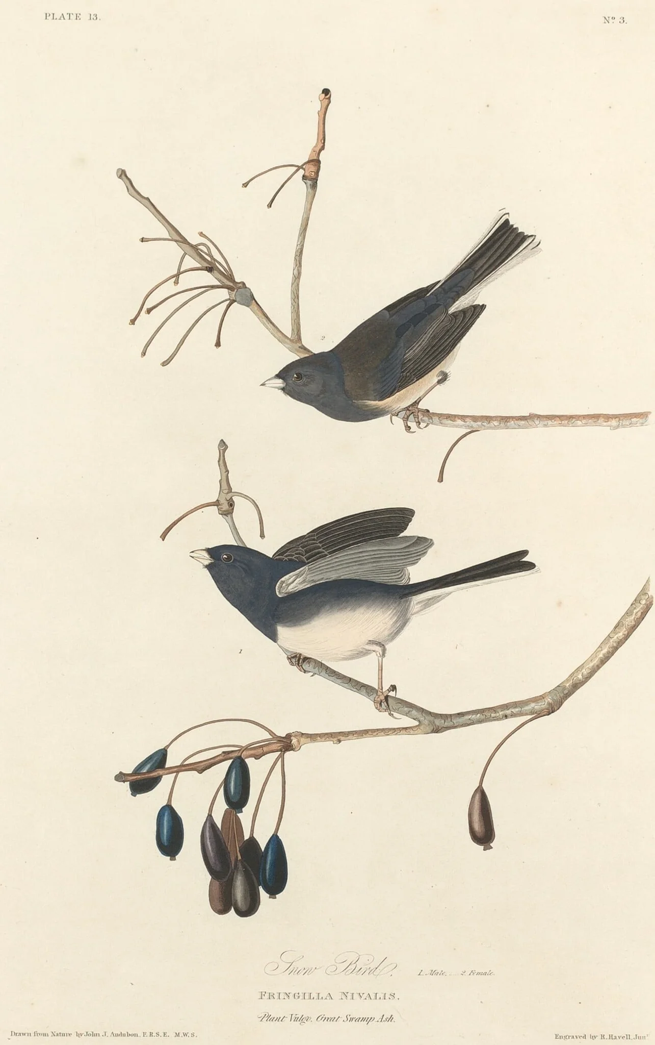 Snow-Bird, detail