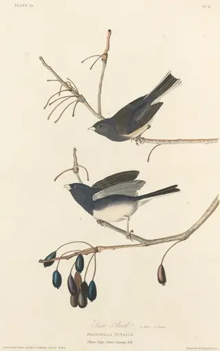 Snow-Bird, by Havell, Jr., Robert, ink, 1827