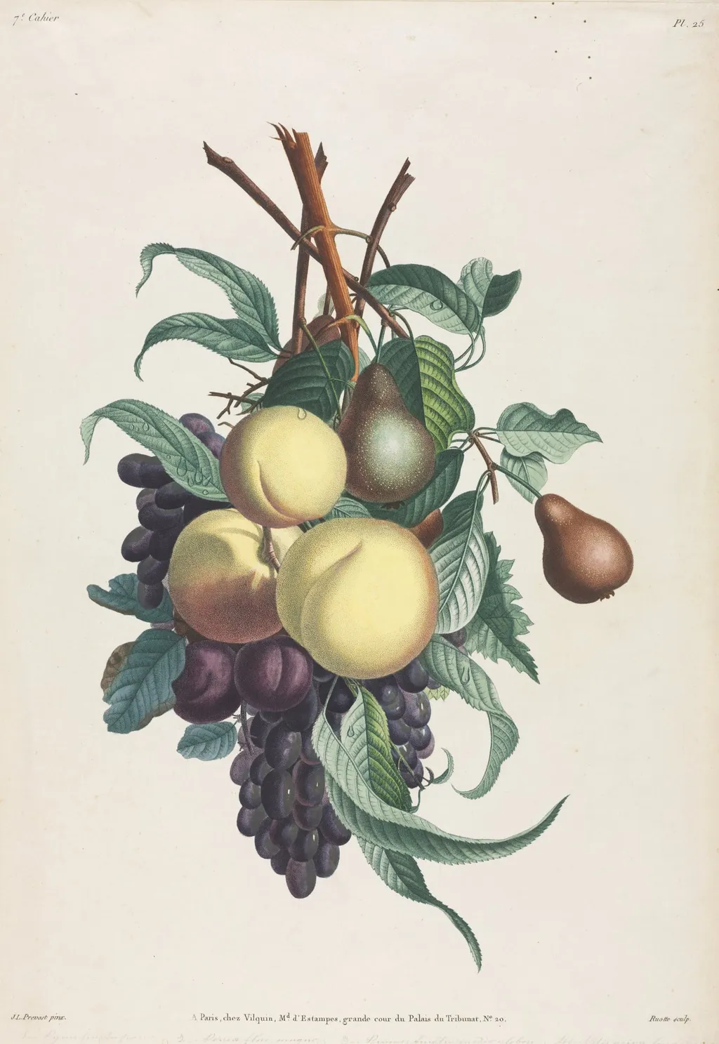 Collection des fleurs et des fruits:  Branches de rousselet, pêche, prune et raisin, by Jean Louis Prévost, 1805