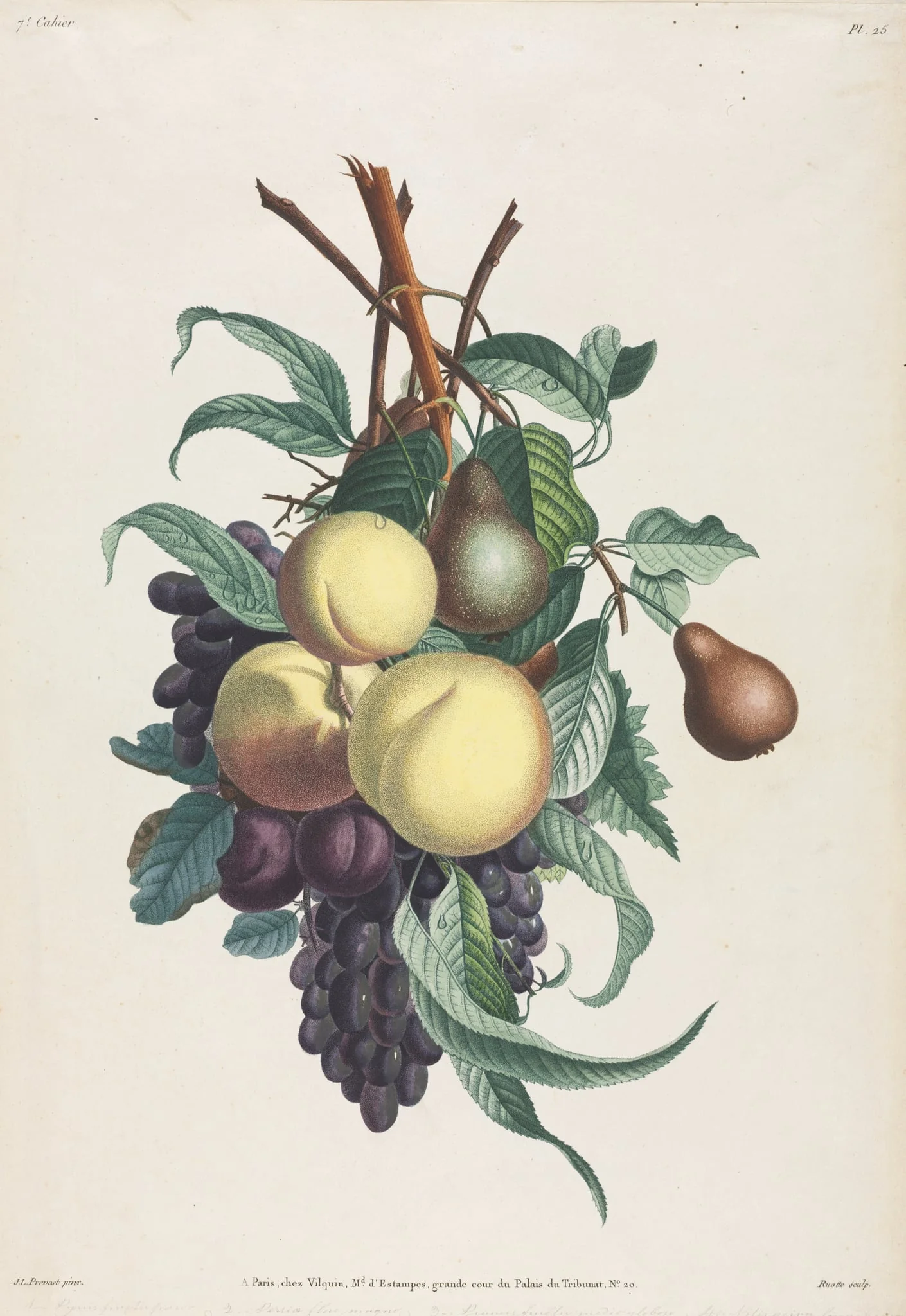 Collection des fleurs et des fruits: Branches de rousselet, pêche, prune et raisin, detail