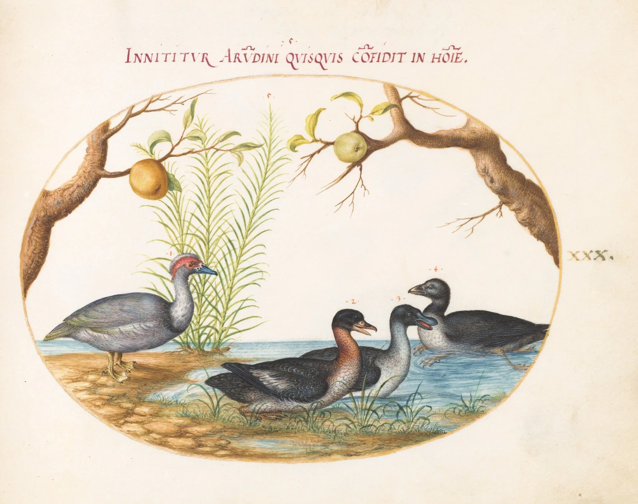 Plate 30: A Muscovy(?) Duck, a Four-Legged Duck, and Two Other Birds, detail