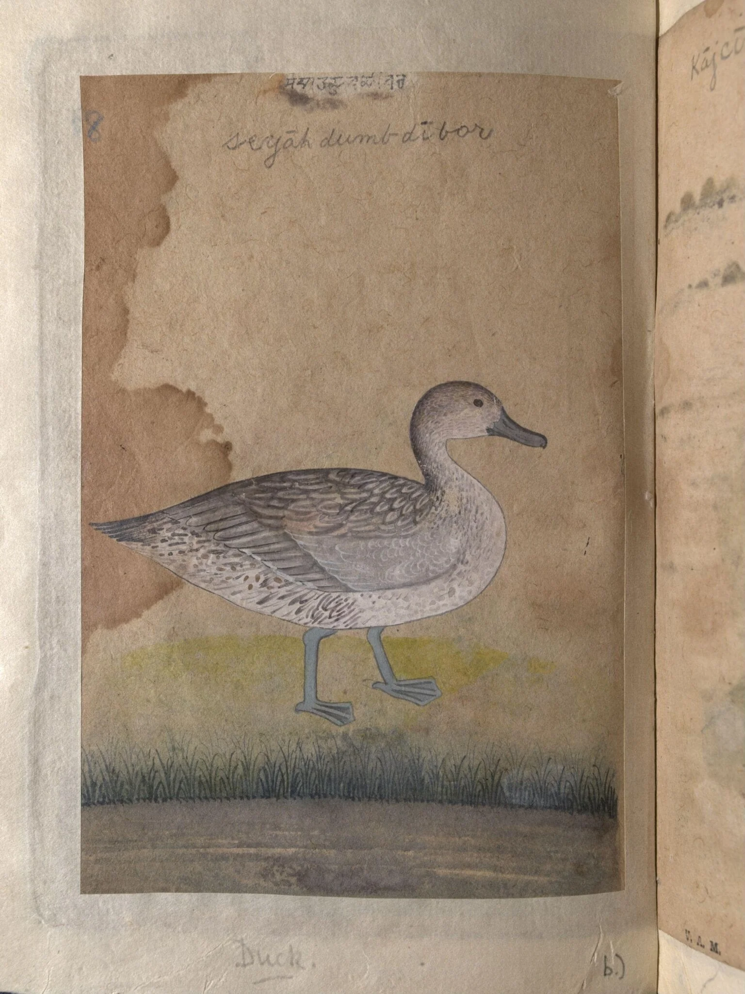 A coot and a duck, detail