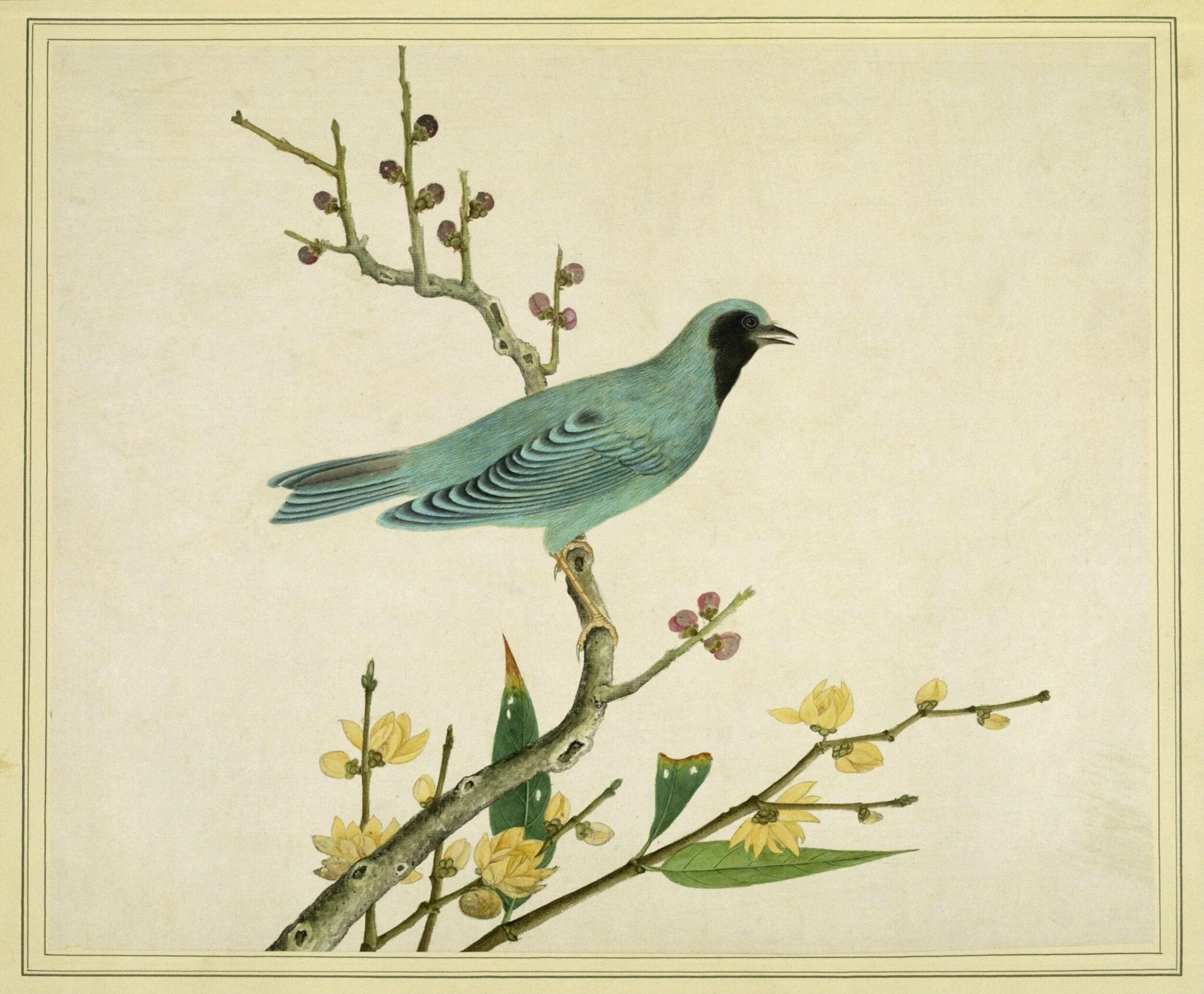 Verditer flycatcher, detail
