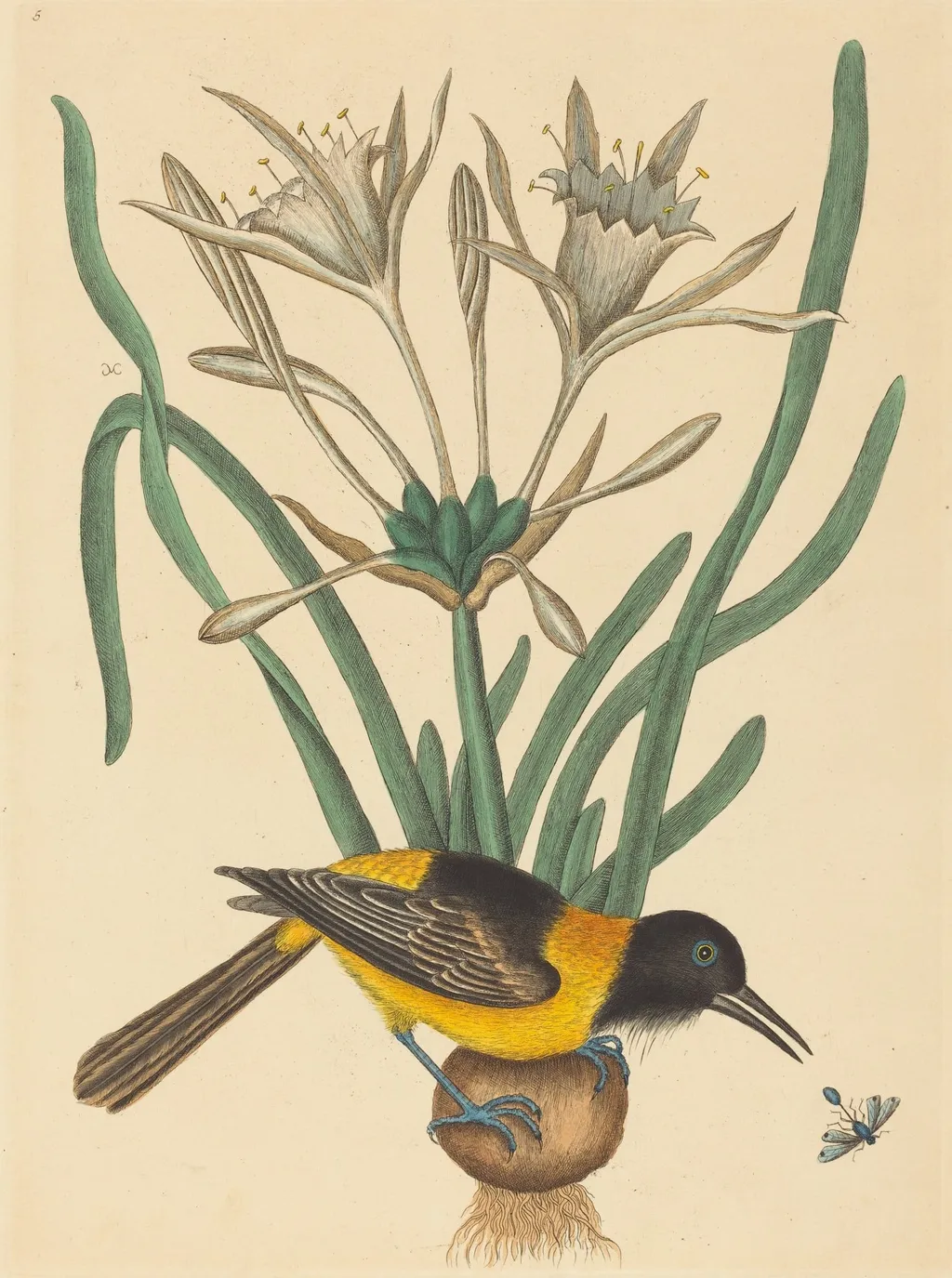 The Yellow and Black Pye (Oriolus Icterus), by Mark Catesby, ink, 1737