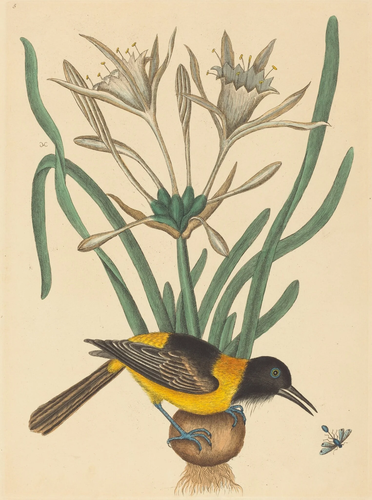 The Yellow and Black Pye (Oriolus Icterus), detail
