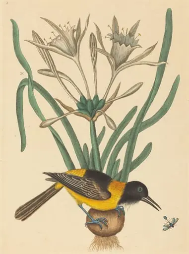The Yellow and Black Pye (Oriolus Icterus), by Mark Catesby, ink, 1737