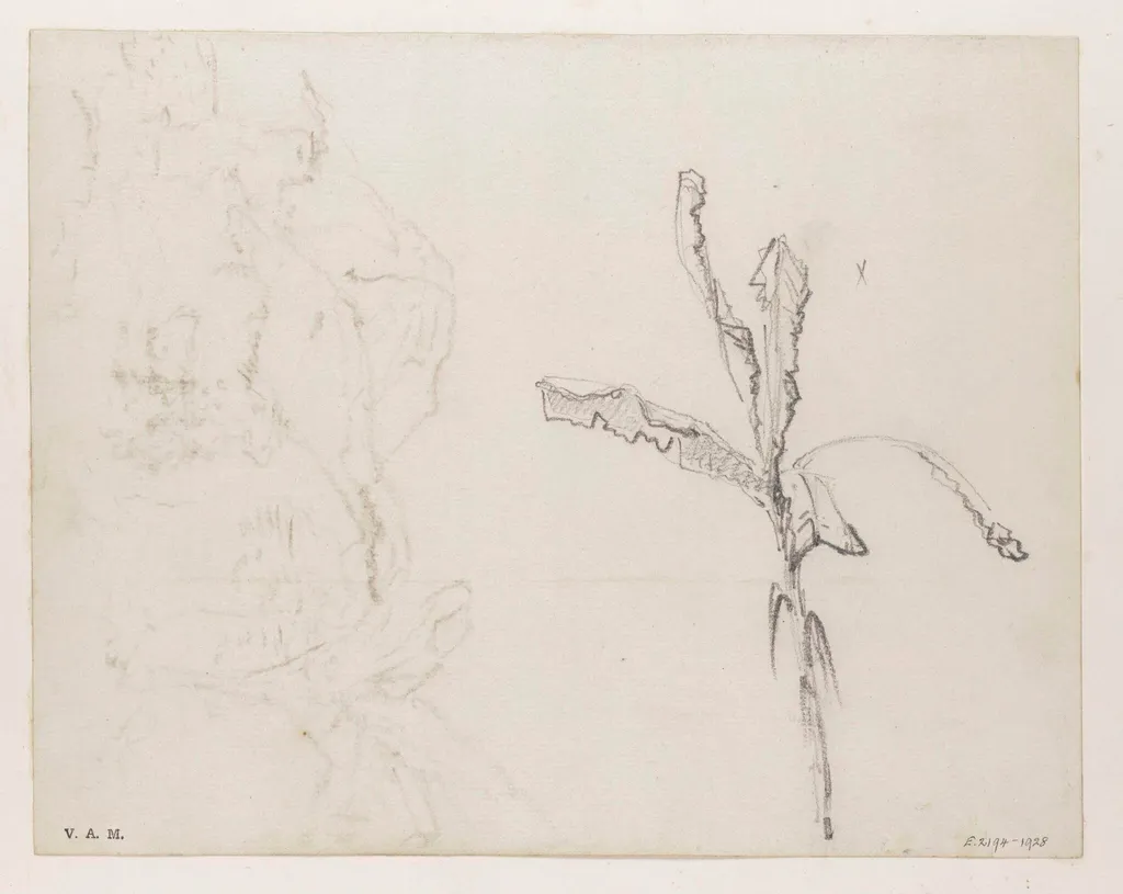 Banana or plantain leaves, by George Chinnery, 16