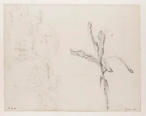 Banana or plantain leaves, by George Chinnery, 16