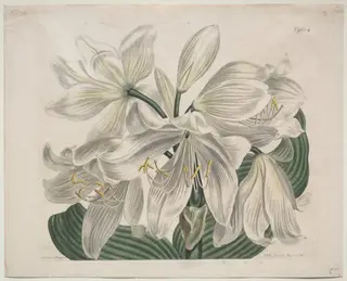 The Botanical Magazine or Flower Garden Displayed:  White Cape - Coast Lily, by Sydenham Edwards, 1806