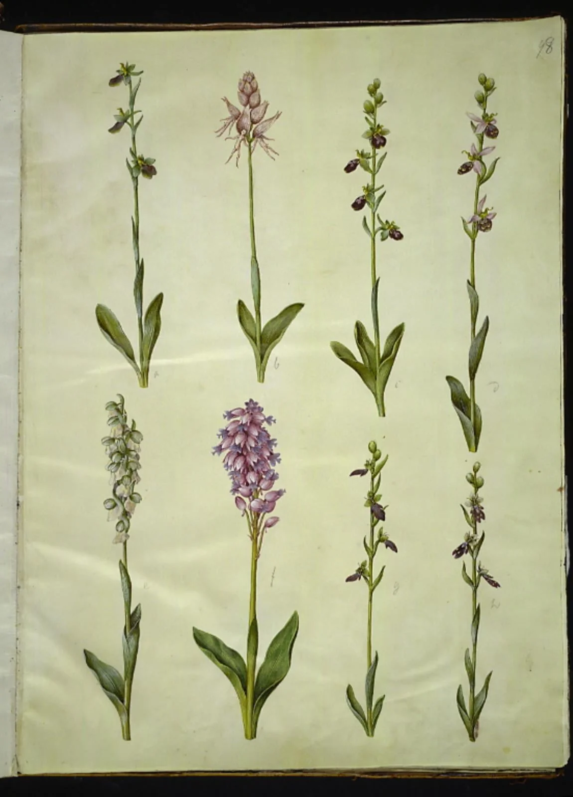 Ophrys apifera eller Ophrys sphegodes (bi-flueblomst eller tidlig flueblomst); "Orchis simia" (fantasiblomst); Ophrys apifera (bi-flueblomst); Orchis (gøgeurt); Orchis militaris (ridder-gøgeurt); Ophrys insectifera (almindelig flueblomst), detail