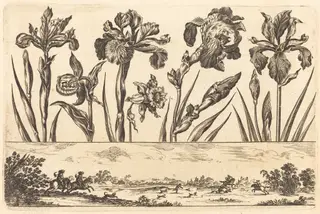 Flower Print no.3, by Nicolas Cochin, ink, 1645