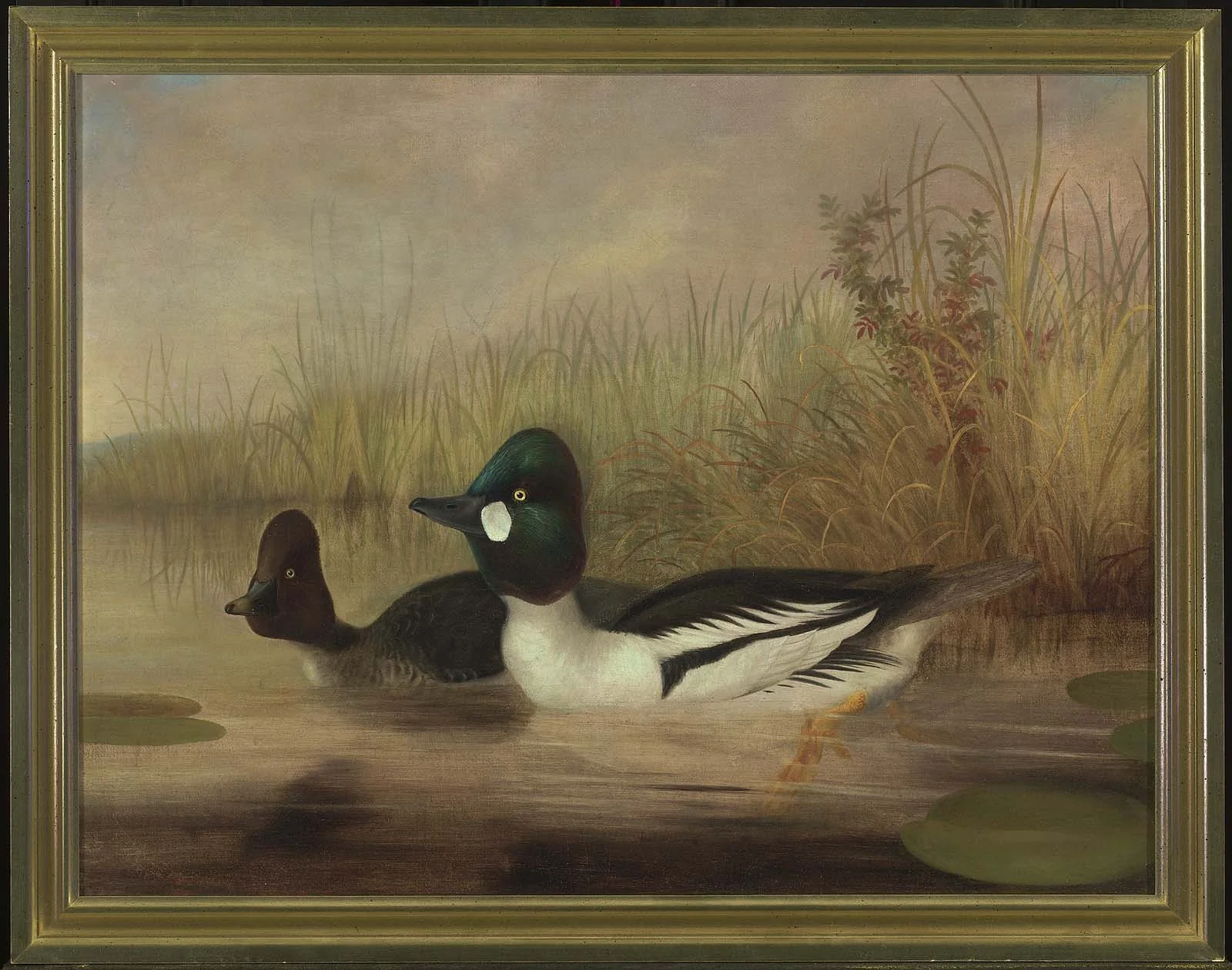 Buffel Head Ducks, detail