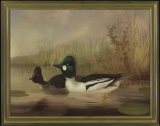 Buffel Head Ducks, by Isaac Sprague, oil, 1861