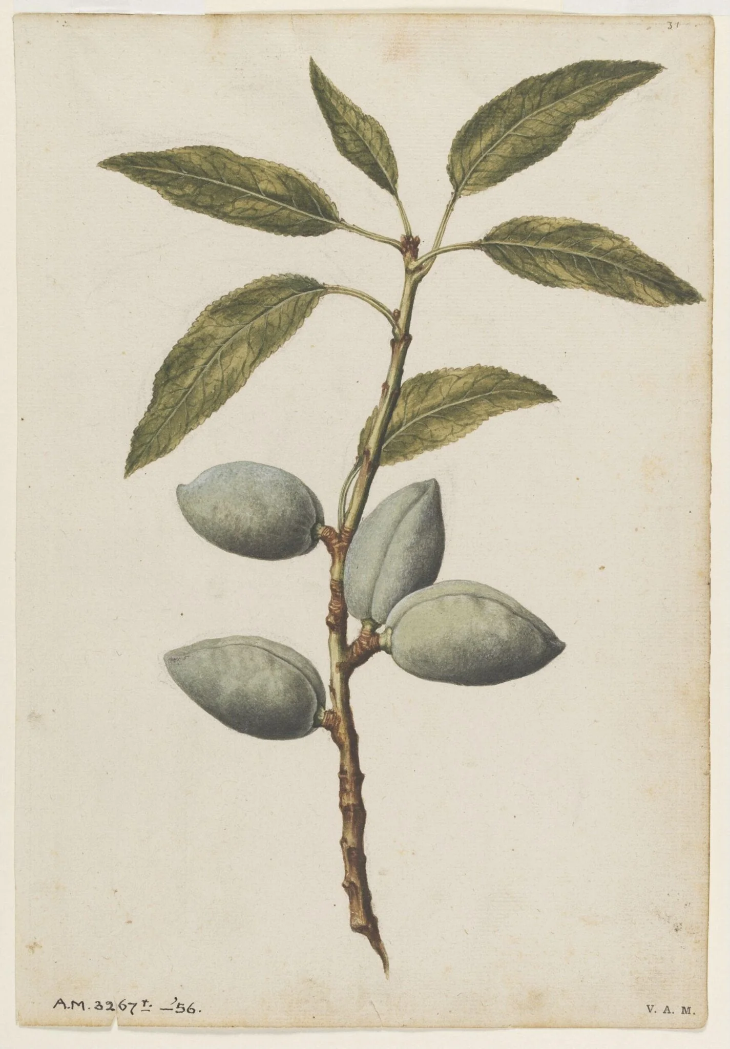 Almond plant, detail