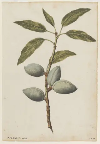 Almond plant, by Jacques Le Moyne de Morgues, watercolor, 1568