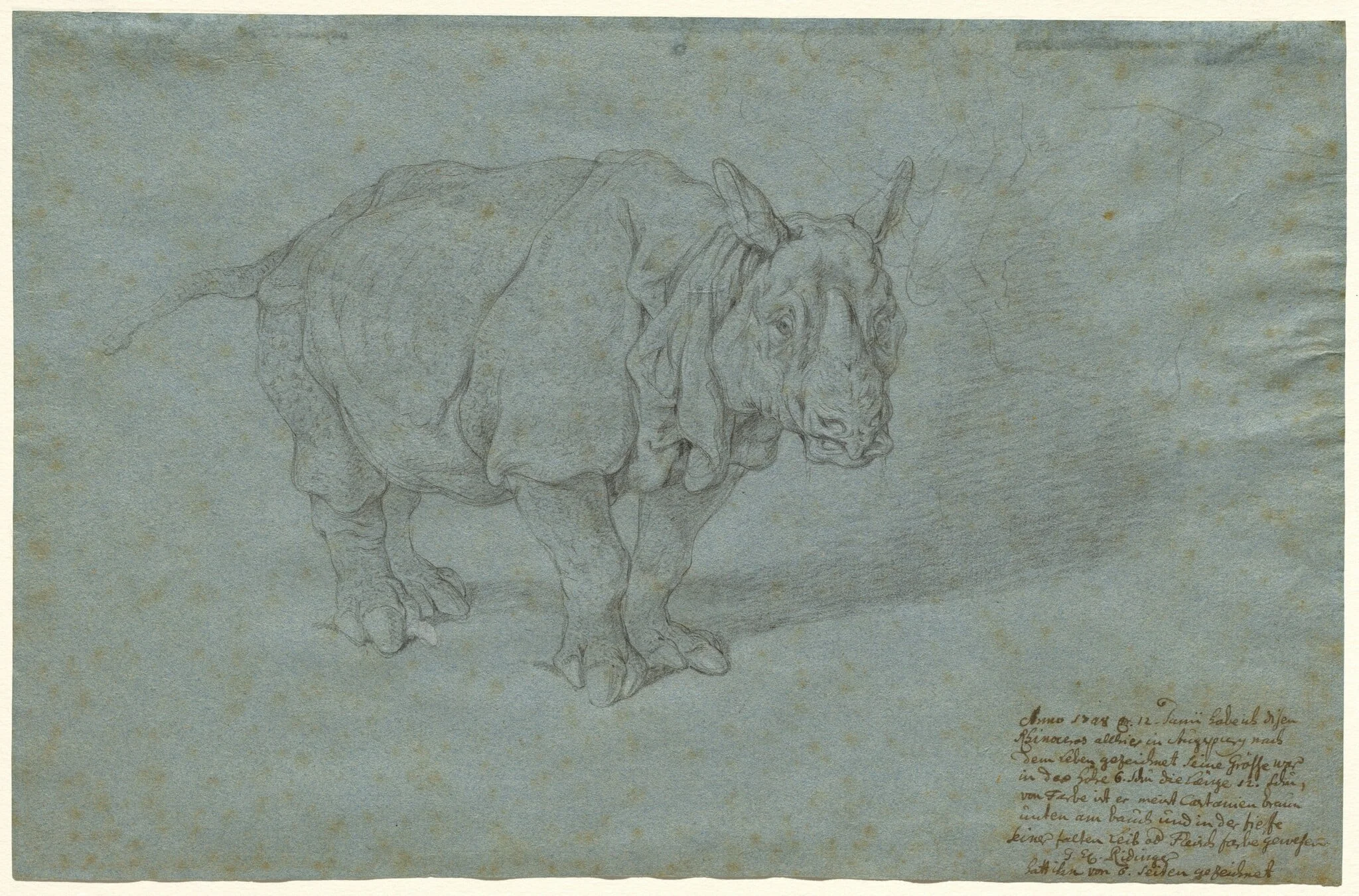 The Rhinoceros "Miss Clara", detail